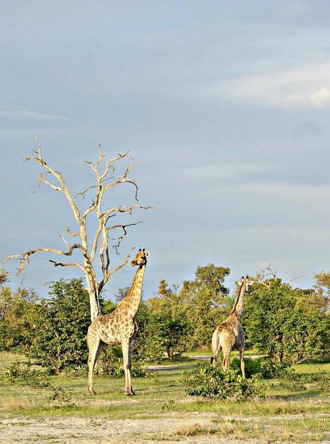 Kwalape Safari Lodge Kasane Exterior foto