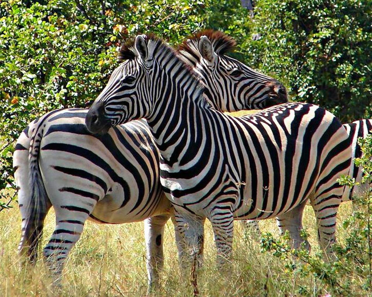 Kwalape Safari Lodge Kasane Exterior foto